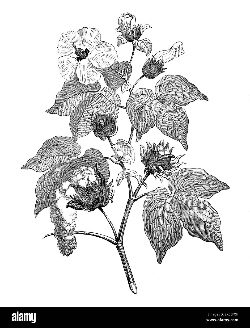 Disegno a penna e inchiostro di una pianta di cotone. Illustrazione tratta dalla storia dell'Inghilterra di Cassell, vol VII. New Edition pubblicato Circ 1873-5. Foto Stock