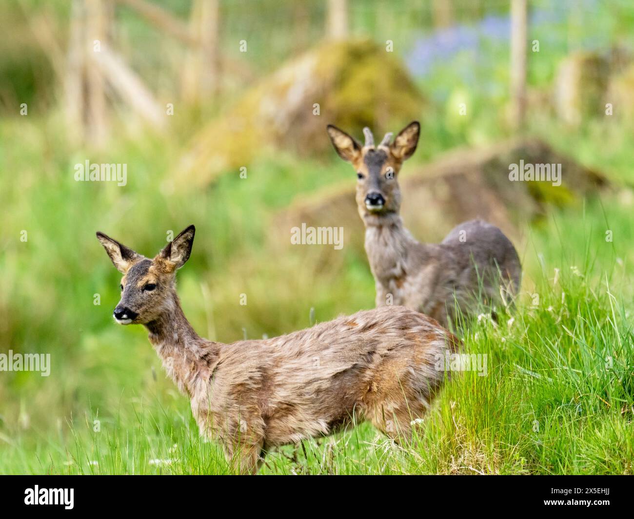 Moulting Roe Deer, Capreolus capreolus ad Ambleside, Lake District, Regno Unito. Foto Stock