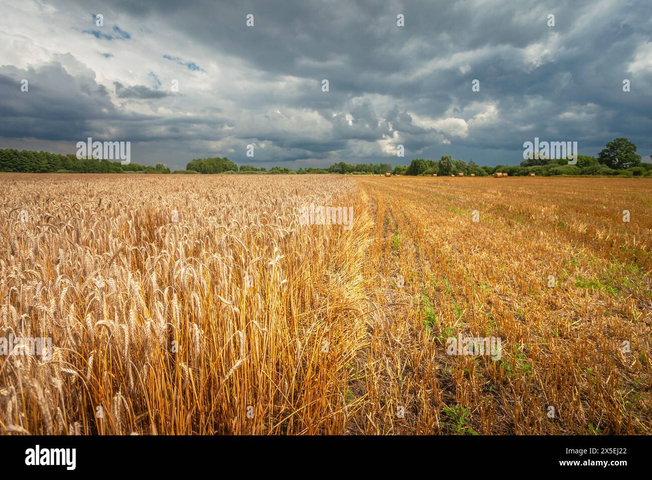 Un campo di grano mezzo falciato e un cielo buio tempestoso, giorno d'estate Foto Stock