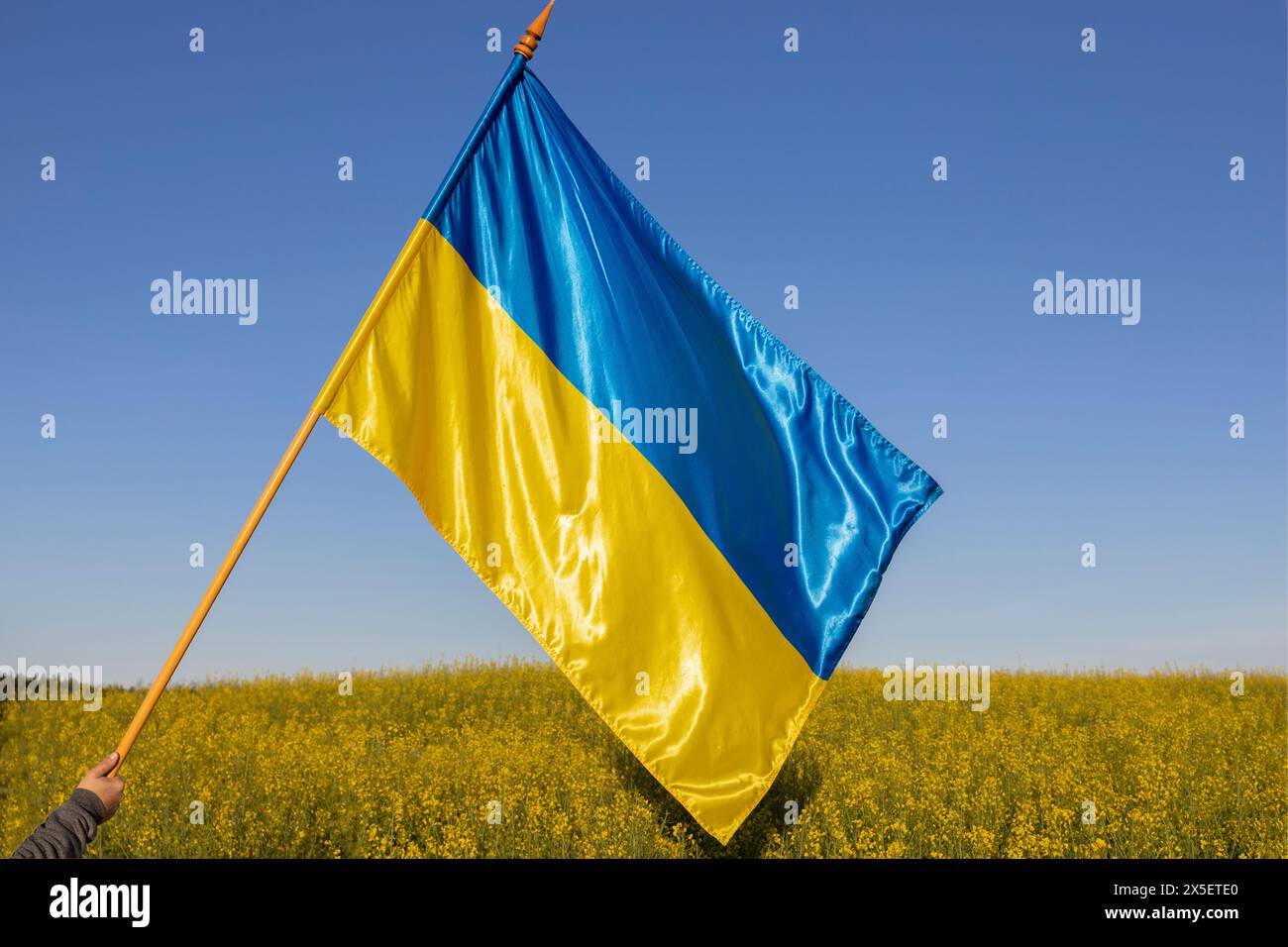 Grande bandiera Ucraina di raso giallo-blu sullo sfondo di un campo di colza splendidamente fiorito e di un cielo blu. Simbolo nazionale di libertà e inde Foto Stock