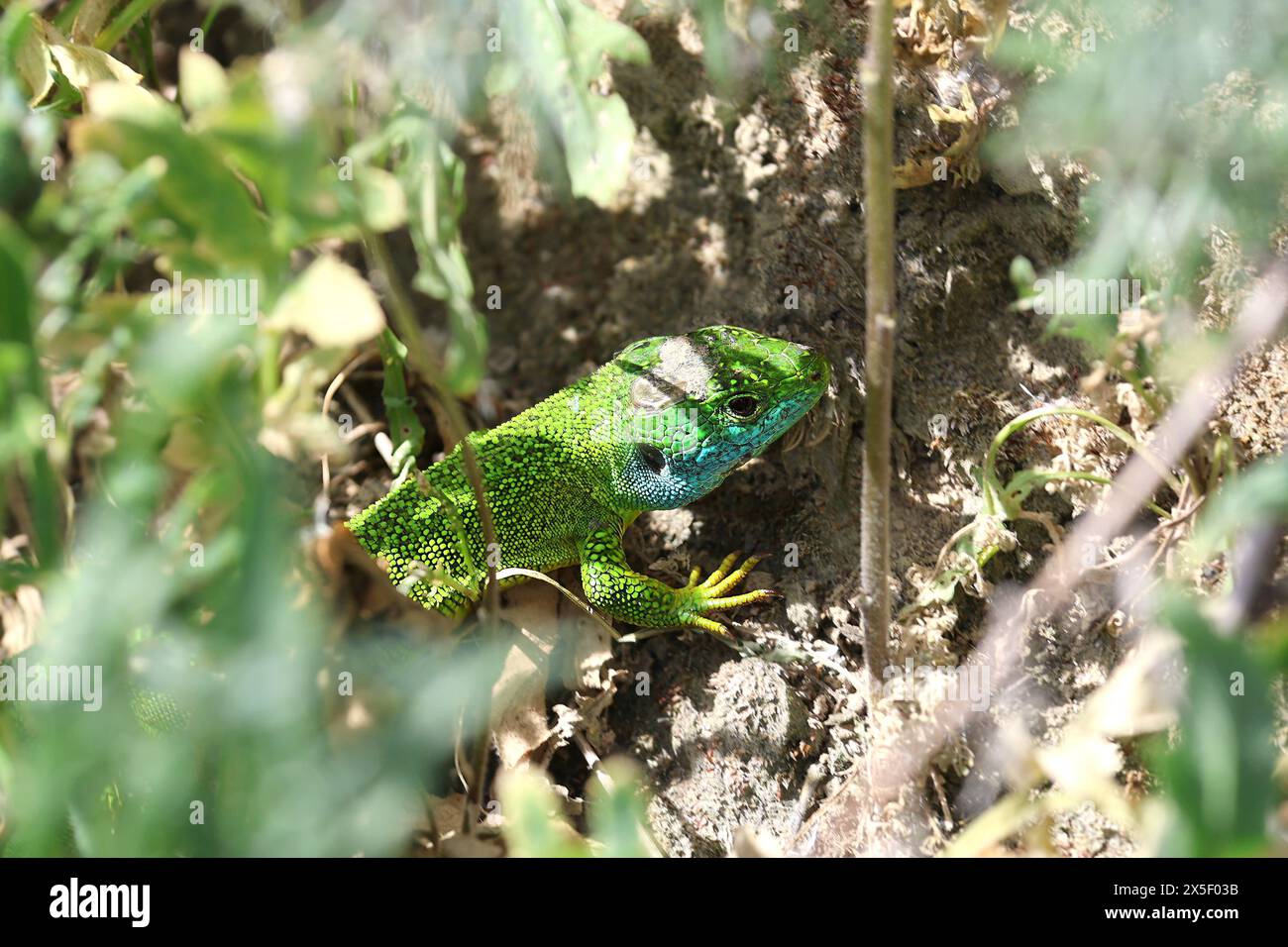 Colorata lucertola verde occidentale al Kaiserstuhl in Germania Foto Stock