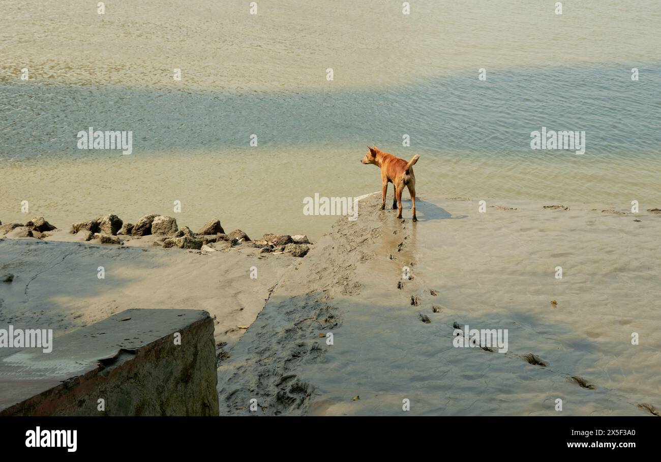 Un cane controlla il fiume dalle sue coste fangose a Prinsep Ghat a Calcutta Foto Stock