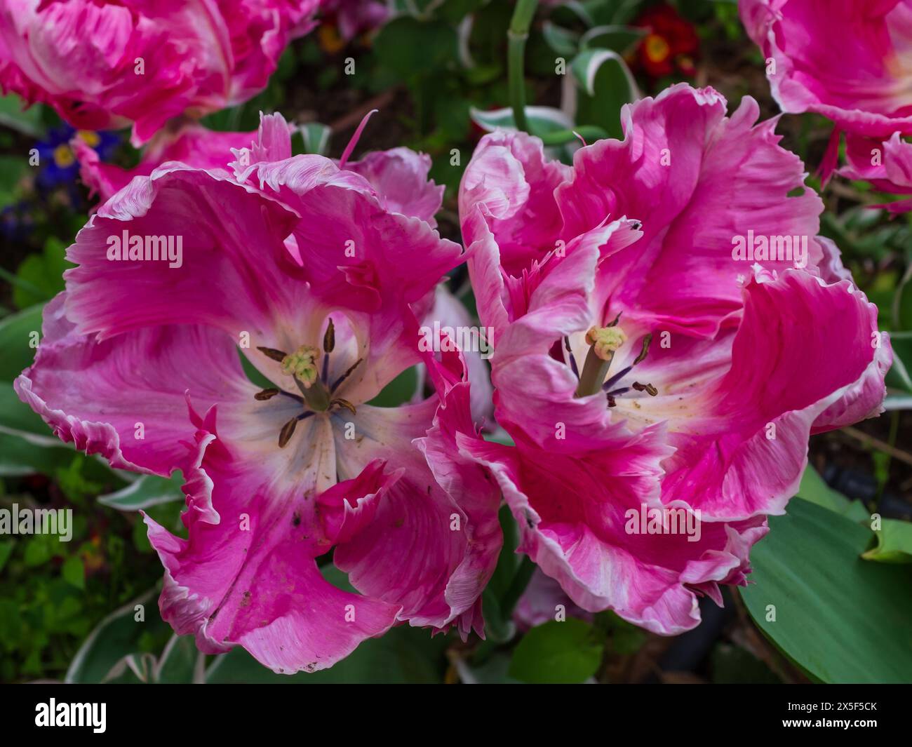 Vista dall'alto dei petali ricci e arricciati di due tulipani di pappagallo rosa e bianco brillante (Tulipa gesneriana) Foto Stock