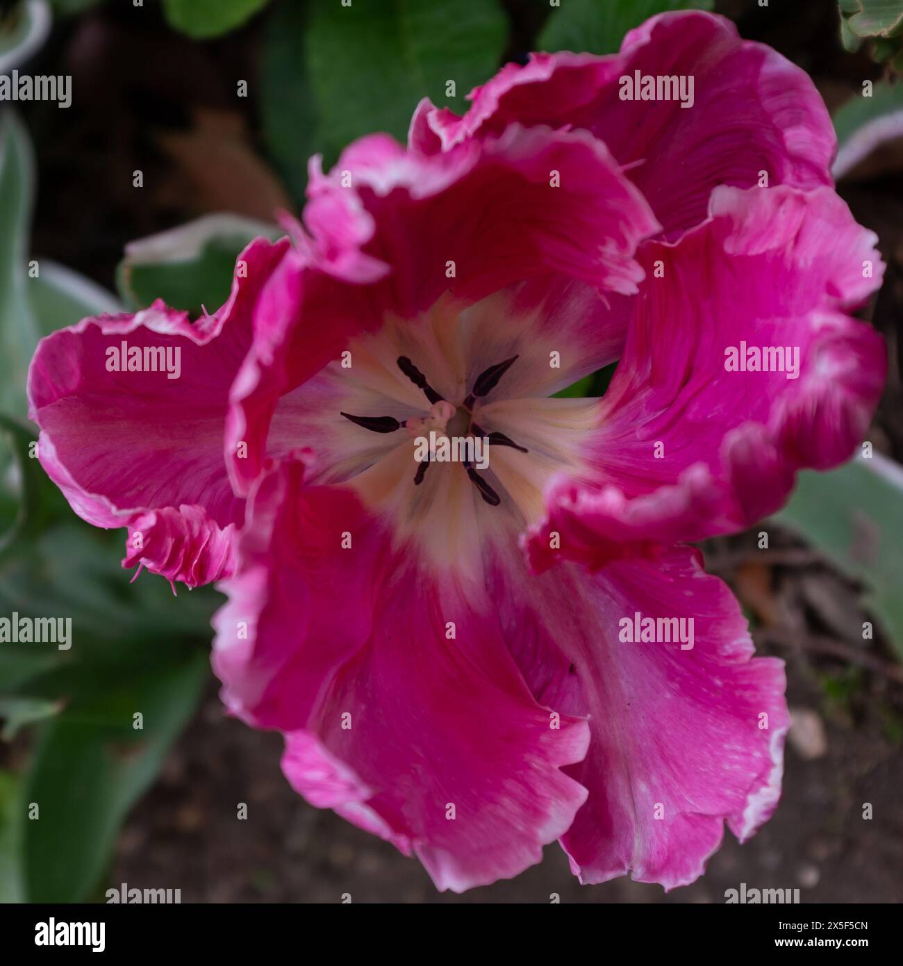 Vista dall'alto dei petali ricci e arricciati di un tulipano bianco e rosa brillante (Tulipa gesneriana) (formato quadrato) Foto Stock