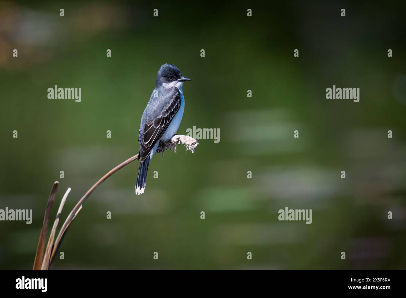 Un uccello di Kingbird orientale (Tyrannus tyrannus) appollaiato su una coda di gatto nel Michigan, Stati Uniti. Foto Stock