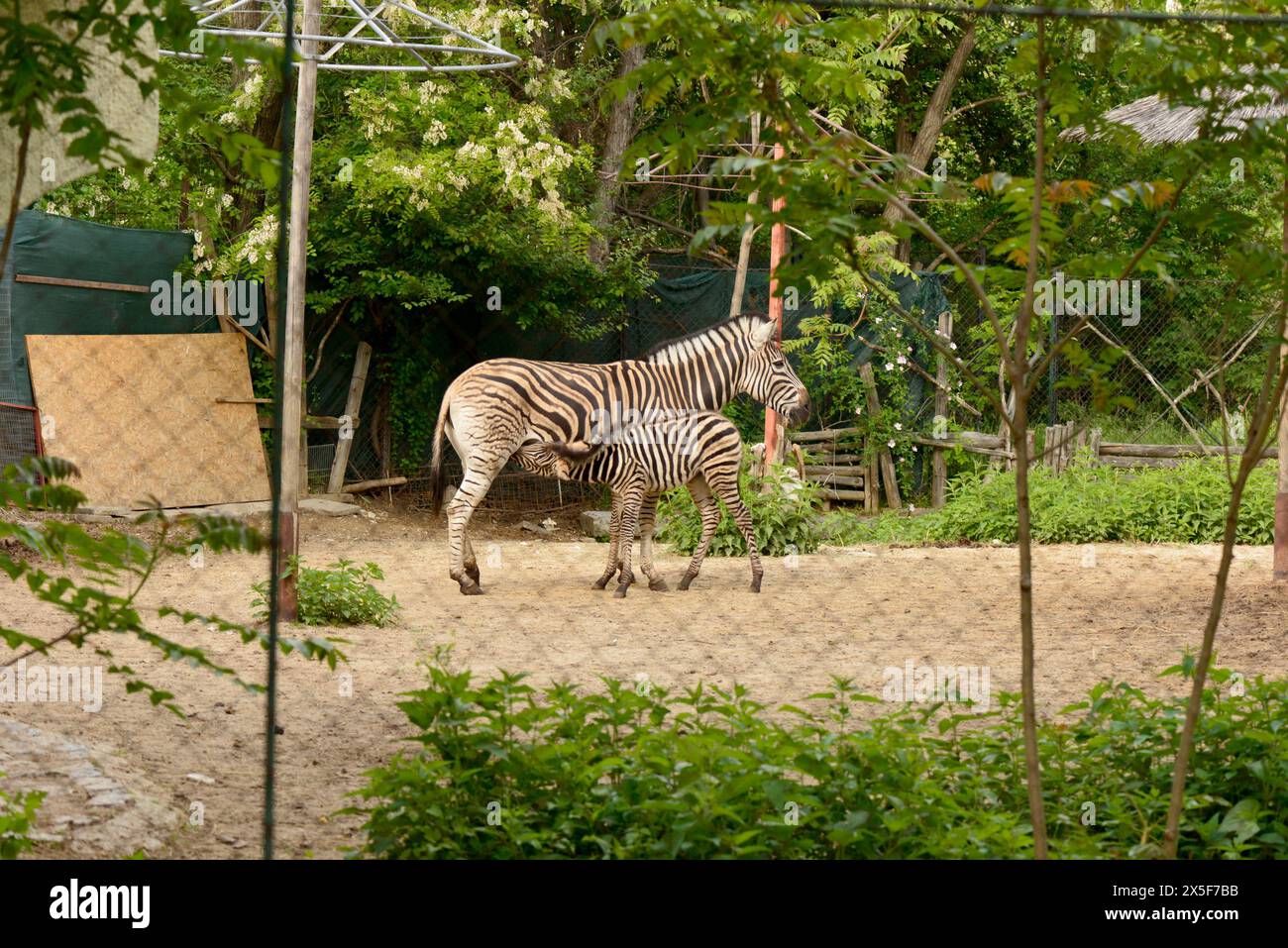Chapman's Plains Zebra o Common Zebra Equus guagga chapmani adulti e puledri allattamento al latte allo zoo di Sofia, Sofia Bulgaria, Europa orientale Foto Stock