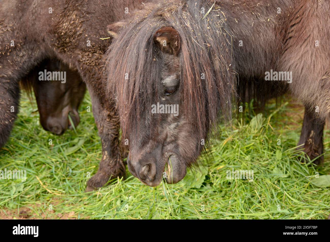 Pony cavalli piccoli Equus ferus caballus si nutrono di erba nello zoo di Sofia, Sofia Bulgaria, Europa orientale, Balcani, UE Foto Stock