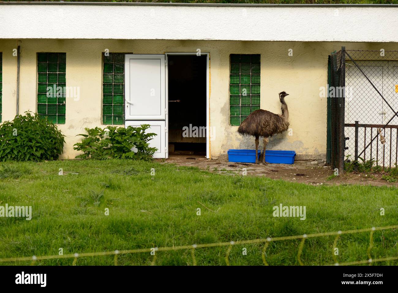 Lone EMU Dromaius novaehollandiae grande uccello nel suo habitat di recinzione nello zoo di Sofia, Sofia, Bulgaria, Europa orientale, Balcani, UE Foto Stock