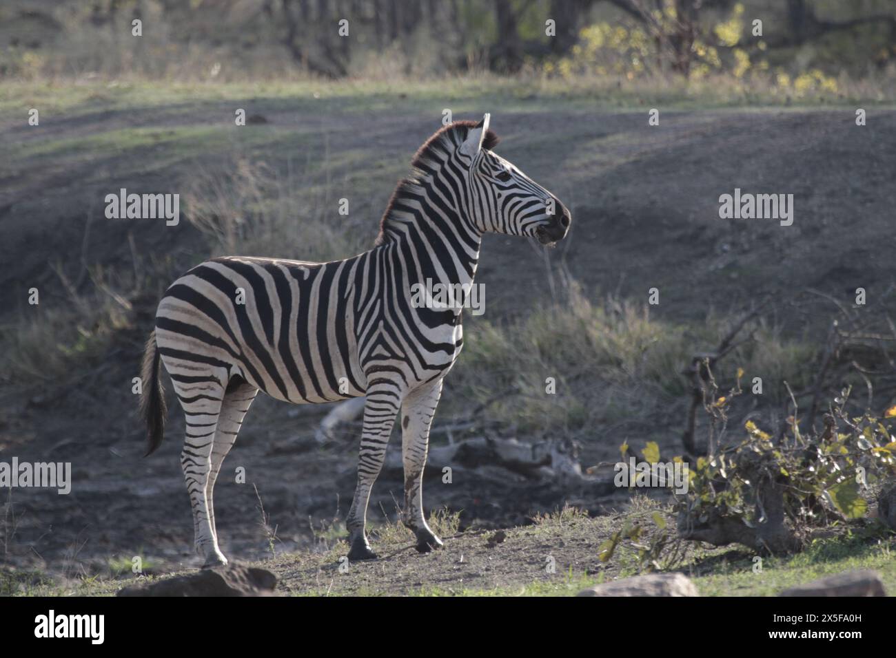 Plains Zebra. Zebra di Burchell Foto Stock