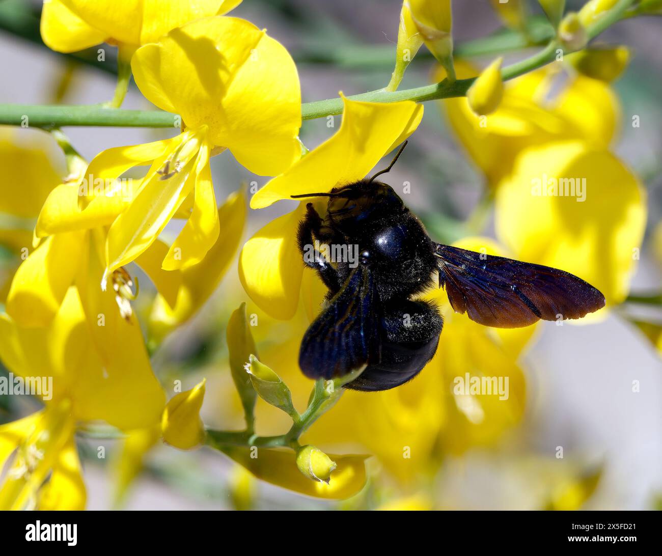 Ape da carpentiere viola, Große Holzbiene, abeille perce-bois, Xylocopa violacea, kék fadongó, Budapest, Ungheria, Magyarország, Europa Foto Stock