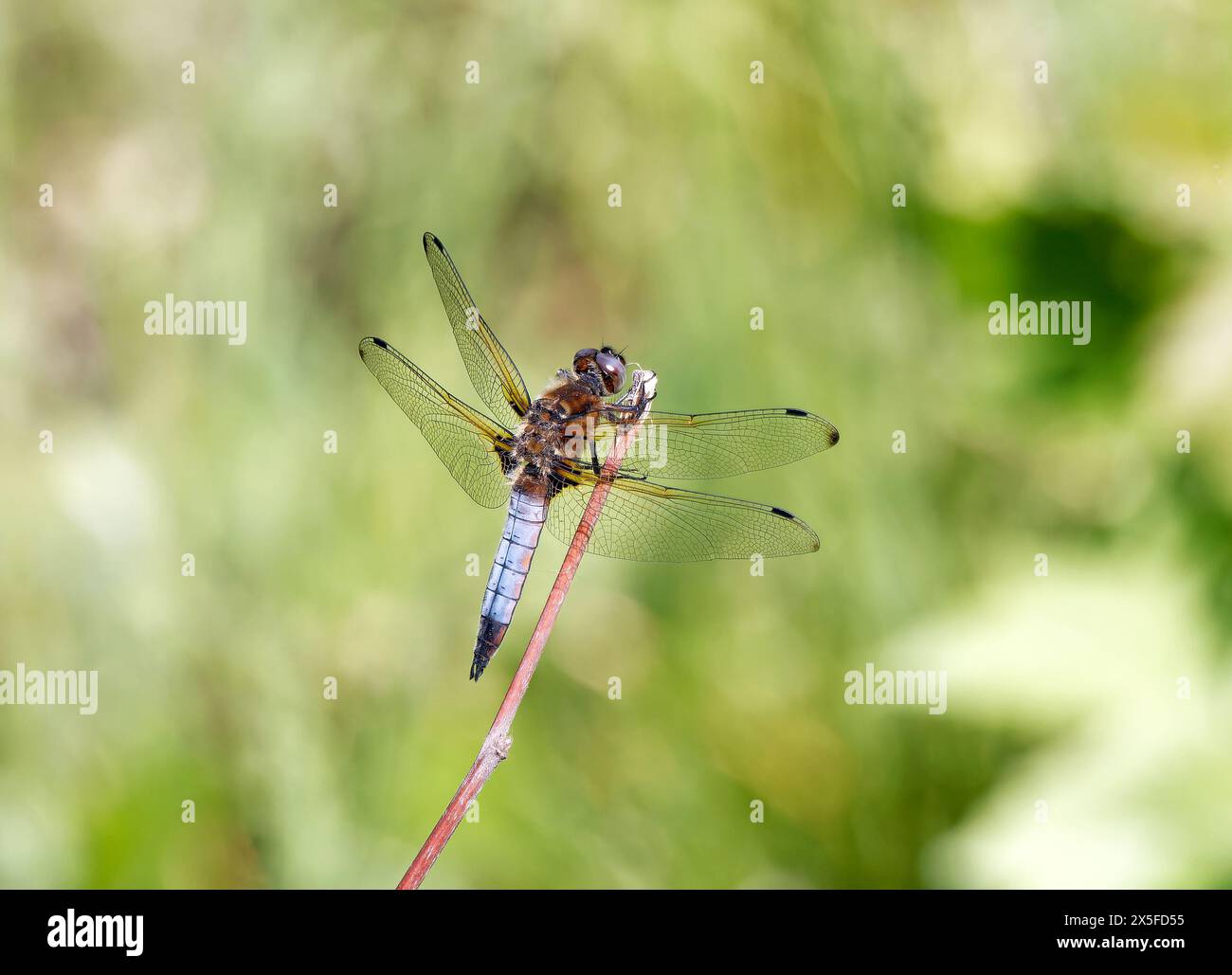 Scarso chaser, Spitzenfleck, libellule fauve, libellula fulva, kisfoltos laposacsa, Budapest, Ungheria, Magyarország, Europa Foto Stock