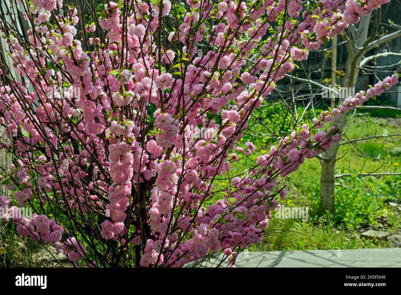 Primo piano di molti fiori rosa brillanti che fioriscono sui ramoscelli del cespuglio di Prunus triloba alla luce del sole primaverile nel cortile posteriore. Foto Stock