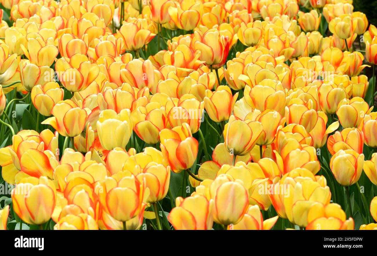 Un gruppo di fiori gialli della bellezza dei tulipani della primavera. Foto Stock