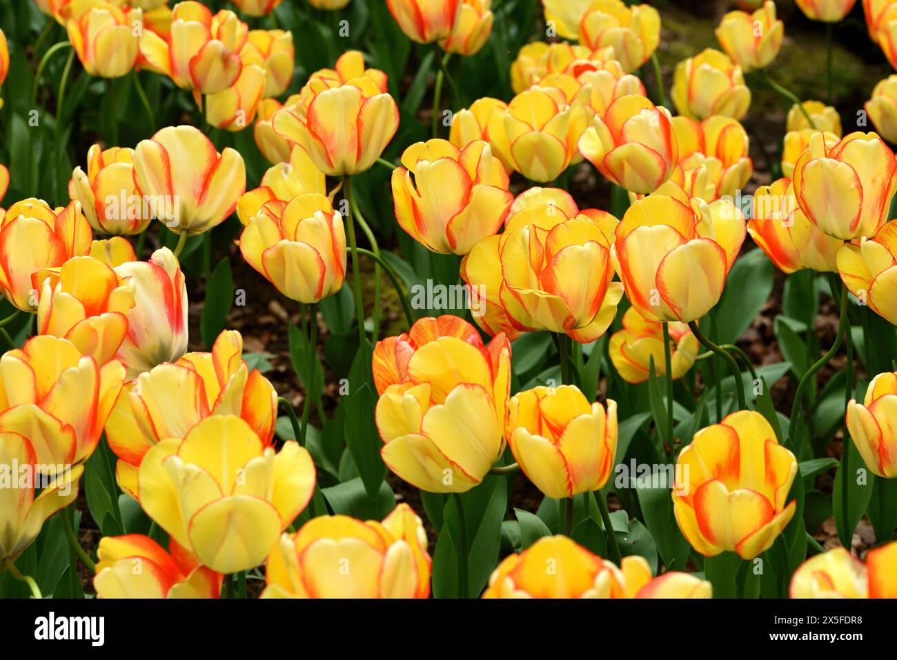 Un gruppo di fiori gialli della bellezza dei tulipani della primavera. Foto Stock