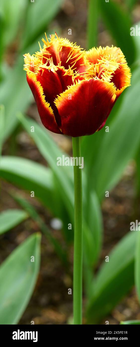 Un'unica fioritura del tulipano Mercura. Foto Stock