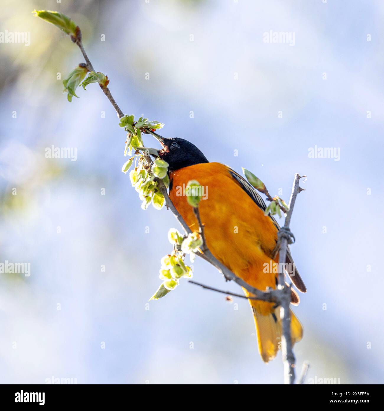 (Ottawa, Canada---7 maggio 2024) nuthatch dal petto bianco vicino al fiume Rideau. Fotografia Copyright 2024 Sean Burges / Mundo Sport Images. In caso di pubblicazione su Foto Stock