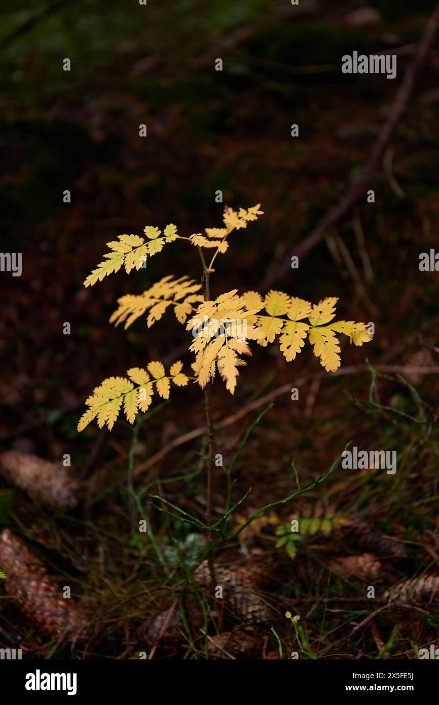 Piccola pianta che cresce in una foresta Foto Stock