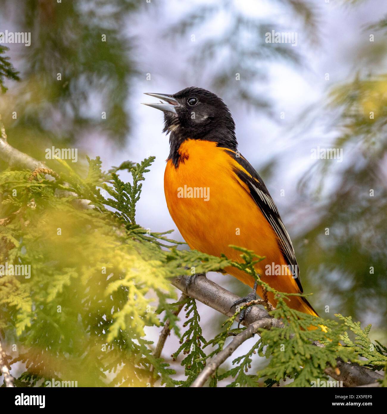 (Ottawa, Canada---03 maggio 2024) Baltimora Oriole sul fiume Rideau. Fotografia Copyright 2024 Sean Burges / Mundo Sport Images. In caso di pubblicazione su social Foto Stock