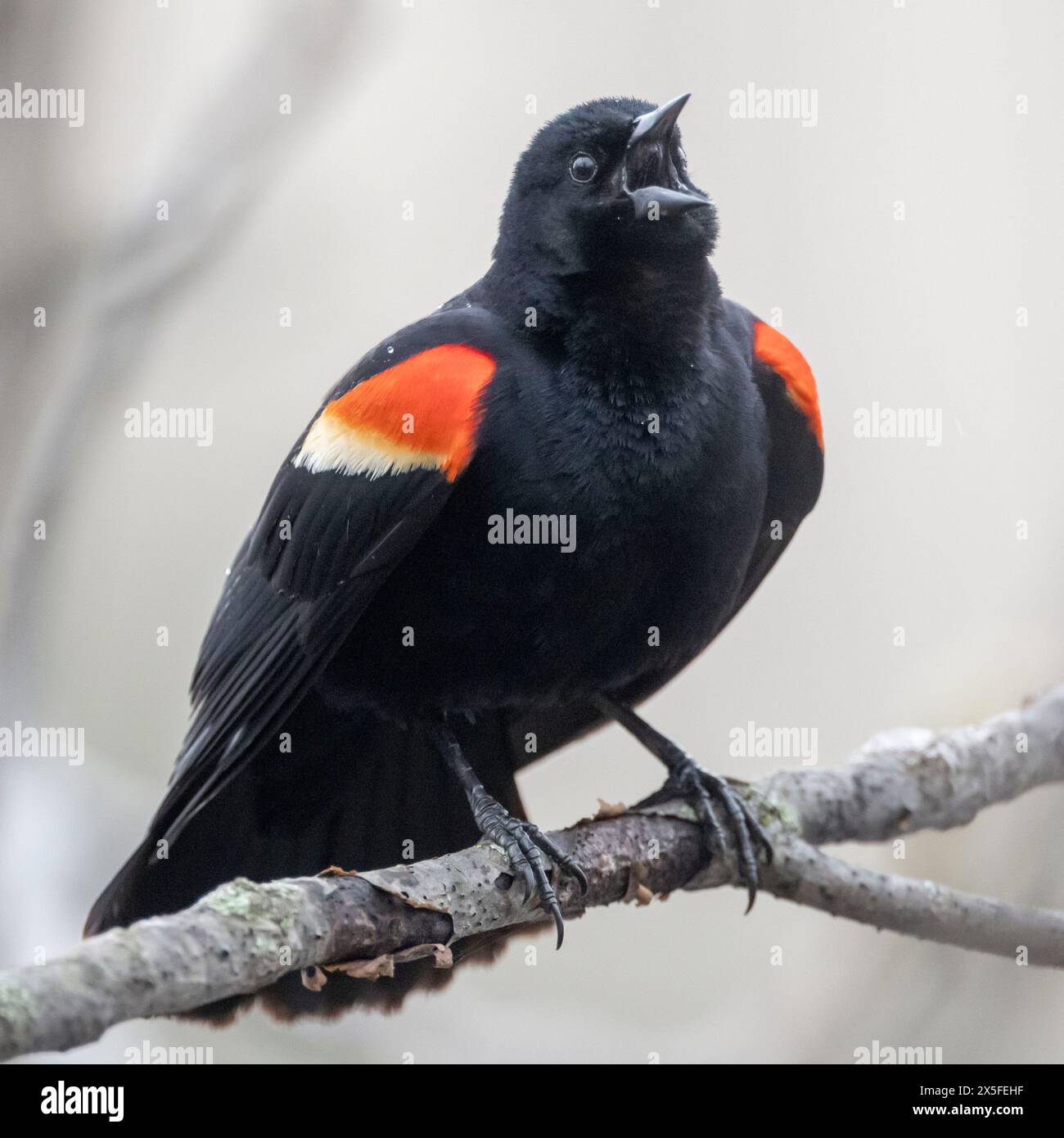 Urlare il blackbird rosso Foto Stock