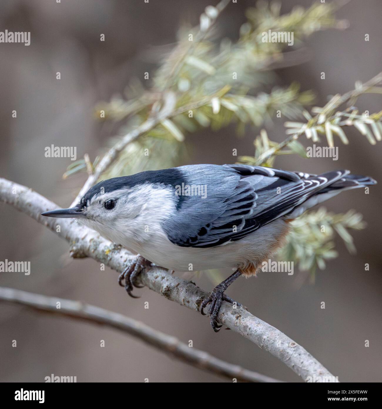 (Ottawa, Canada---06 gennaio 2024) Nuthatch dal petto bianco arroccato vicino all'alimentatore per uccelli sul retro. Fotografia Copyright 2024 Sean Burges / Mundo Sport Foto Stock