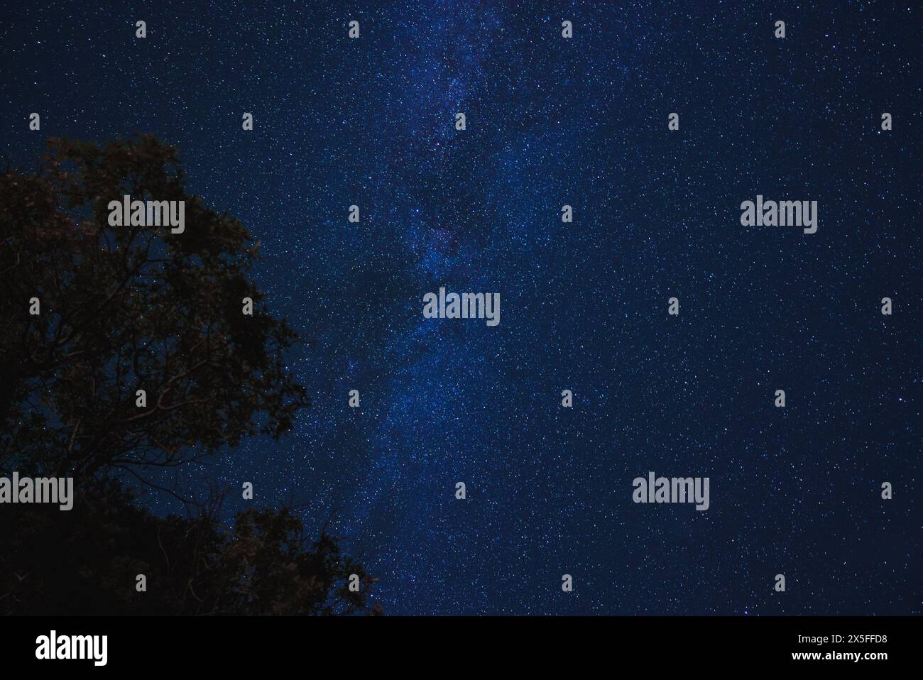 Cielo stellato notturno con vista galassia della via Lattea, profilo dell'albero, ambiente rurale Foto Stock