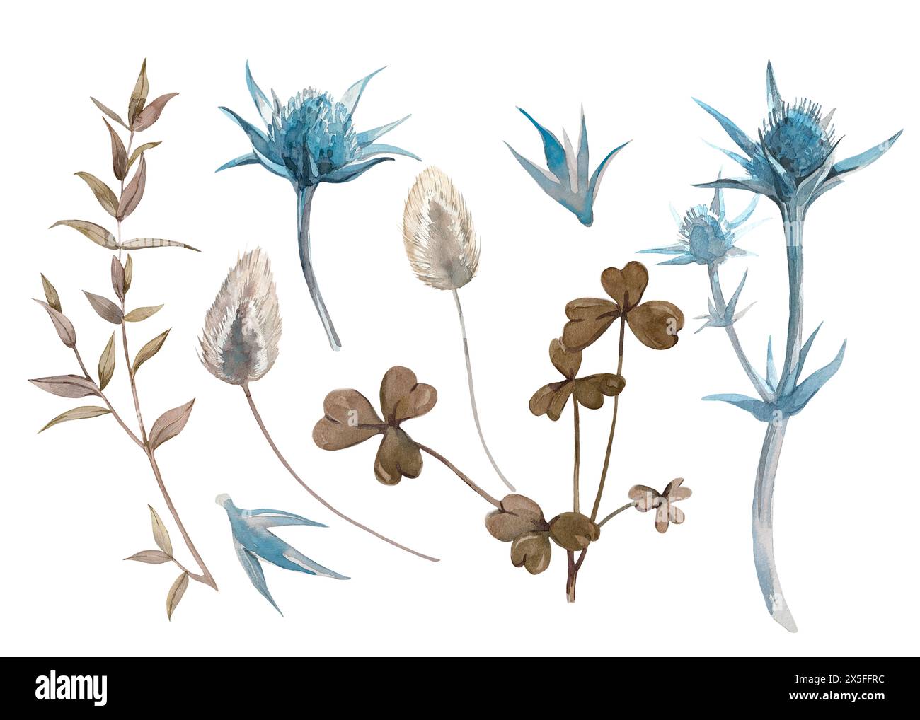 Set di acquerelli floreali blu e beige. Eryngium, ramo eucalipto, foglie di trifoglio e lagurus Foto Stock