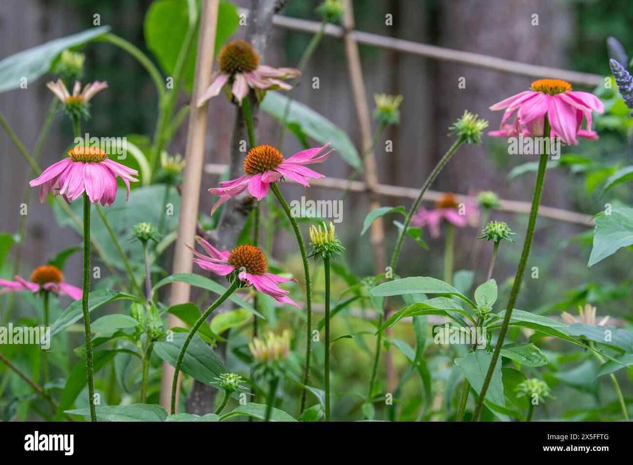 Scena da una fioritura primaverile di fiori rosa in un giardino sul retro. Foto Stock