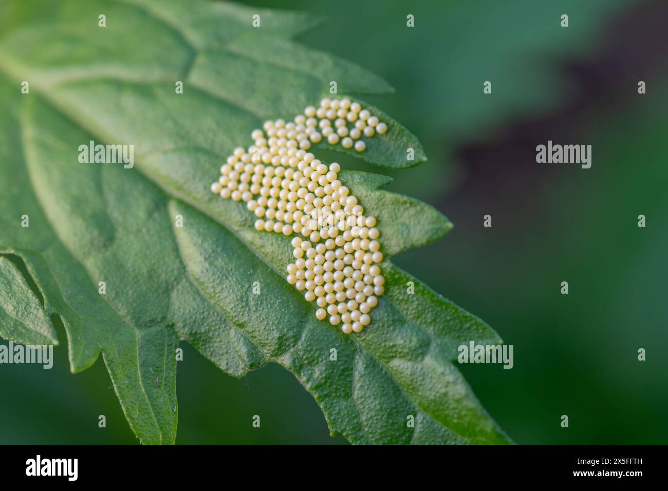 Una massa di minuscole uova di farfalla bianca o di falena su una foglia verde. Foto Stock