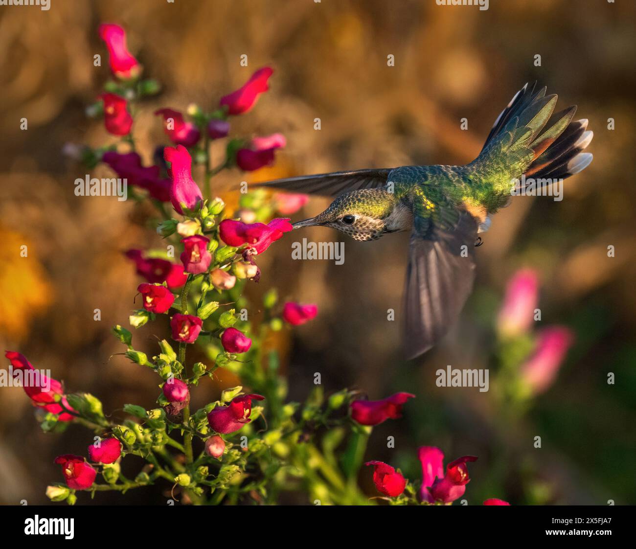 Una colibrì dalla coda larga con una coda ben fannata che si libra in volo accanto a "Red Birds in a Tree", una delle piante impollinatrici preferite. Foto Stock