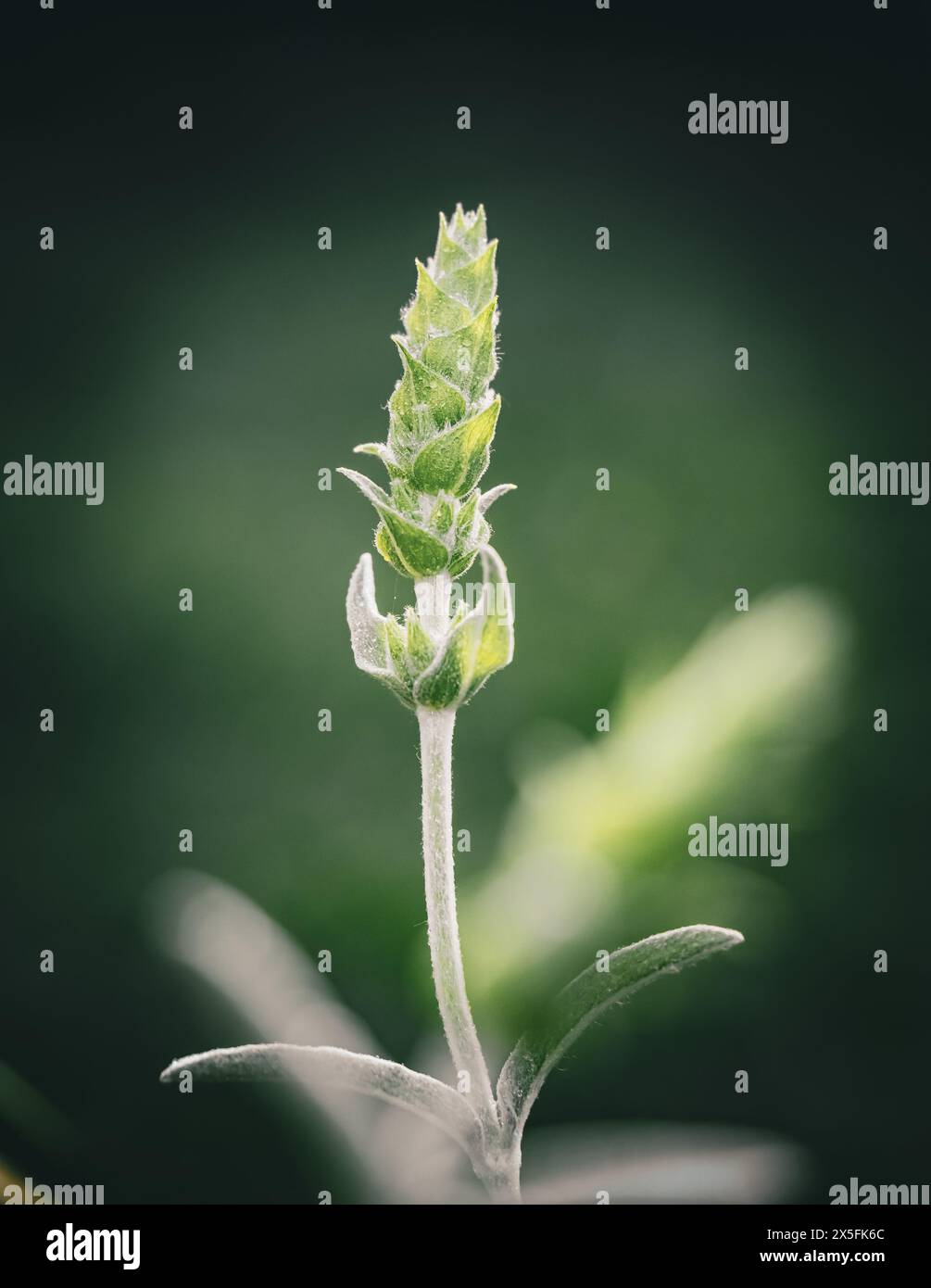 Tè greco di montagna (sideritis Scardica) Foto Stock