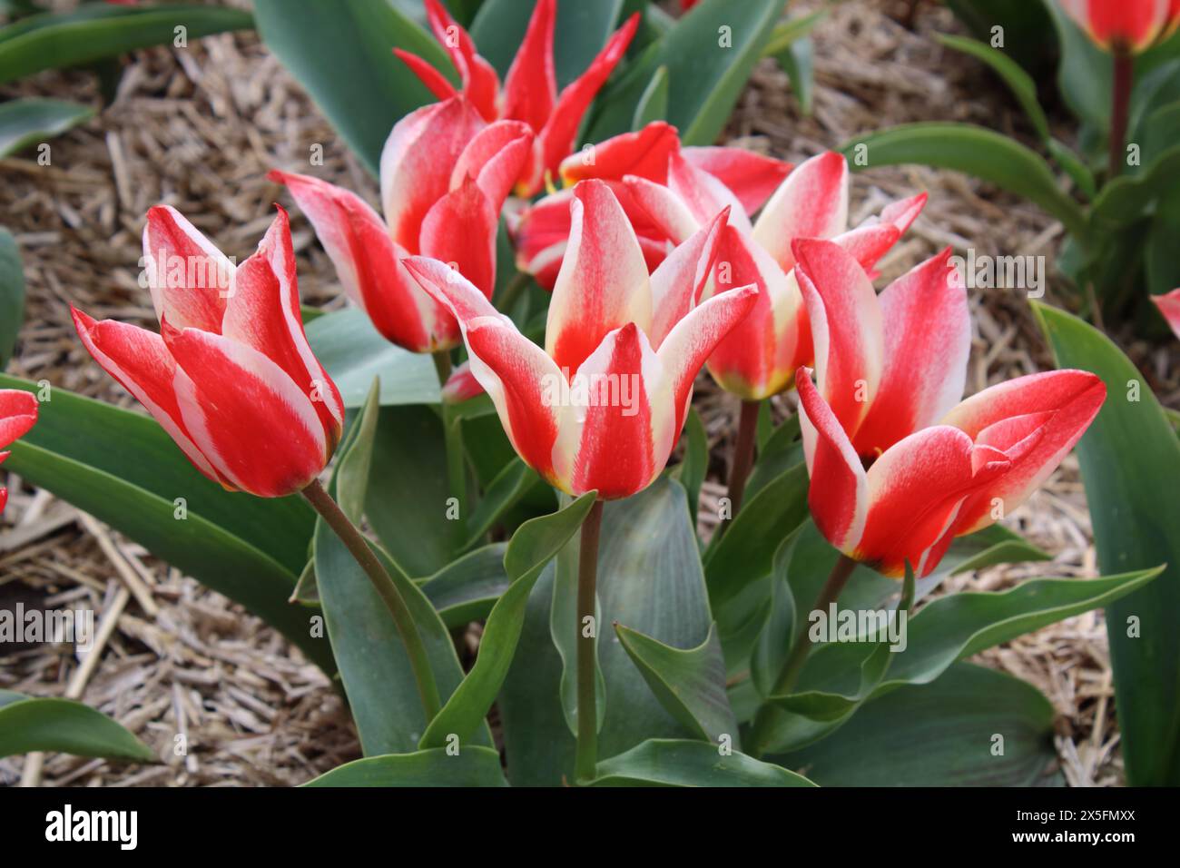 Tulip "Pinocchio" Foto Stock