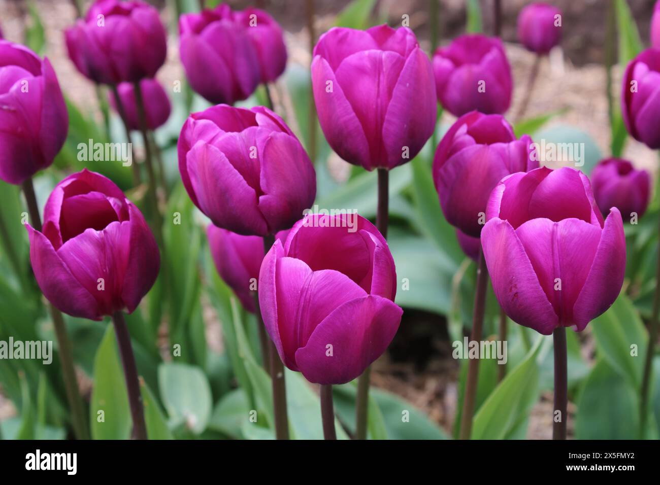 Tulip 'Negrita' Foto Stock