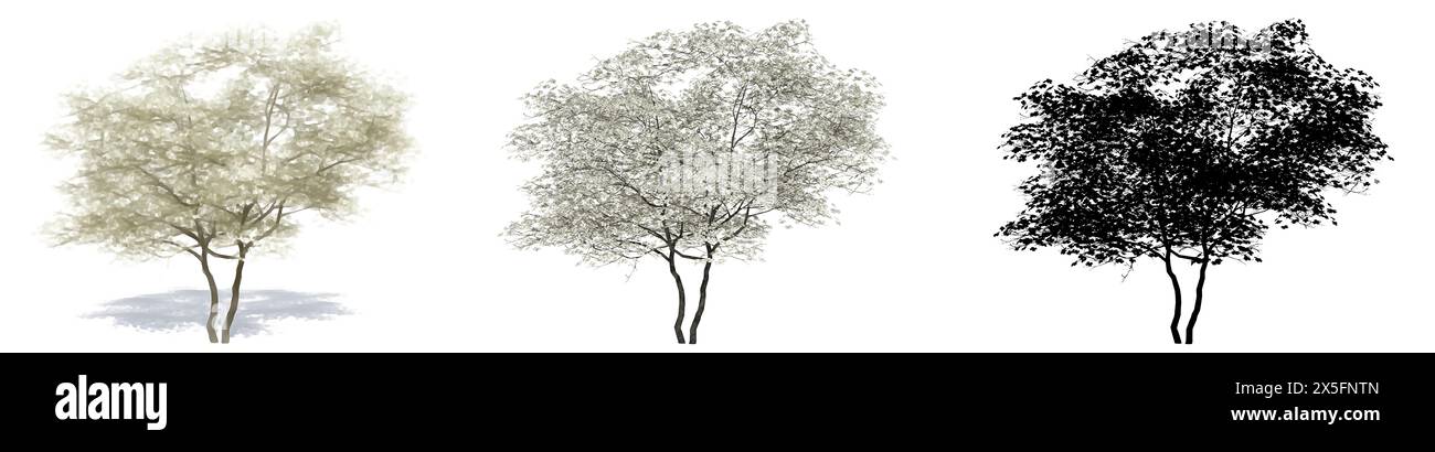 Set o collezione di alberi di Dogwood fiorenti, dipinti, naturali e con silhouette nera su sfondo bianco. Illustrazione concettuale o concettuale 3d per Foto Stock