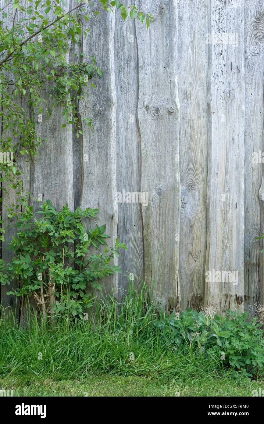 Sfondo con pareti in legno, piante selvatiche ed erba Foto Stock