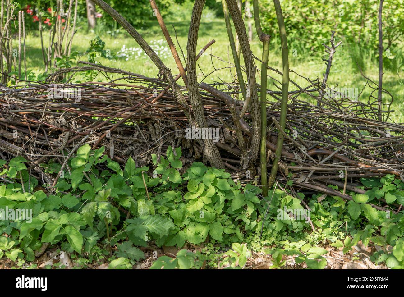 Siepe di Benje e oca macinata nel giardino naturale in primavera Foto Stock