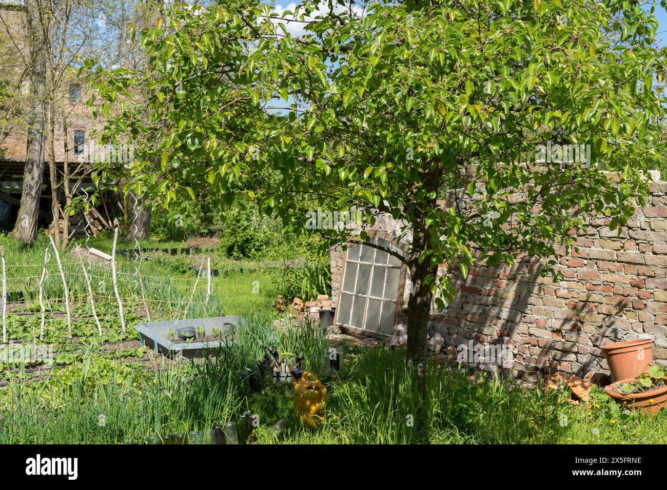 Giardino naturale con un albero da frutto davanti ad un muro di mattoni Foto Stock