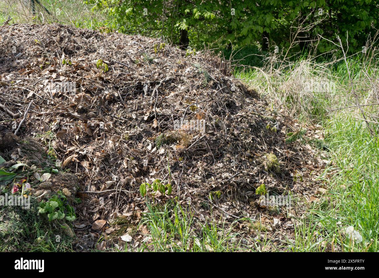 Un cumulo di compost in un giardino naturale alla luce del sole Foto Stock