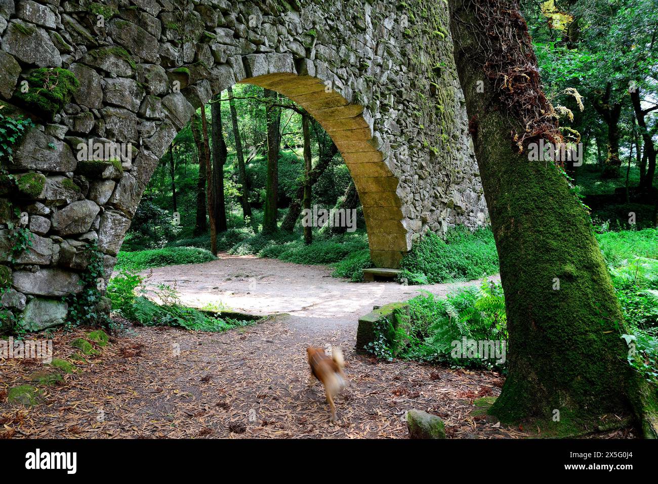 Arco di un ponte in "Bosco Incantato" di Aldan, Pontevedra, Spagna Foto Stock