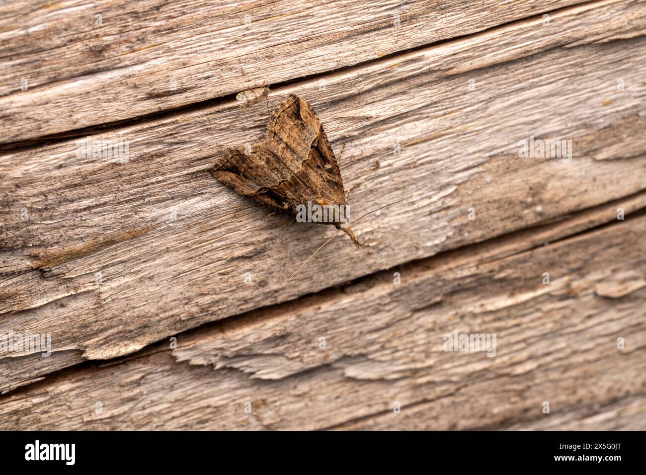 Hypena rostralis famiglia Erebidae genere Hypena muso abbottonato falena natura selvaggia insetti fotografia, foto, sfondo Foto Stock