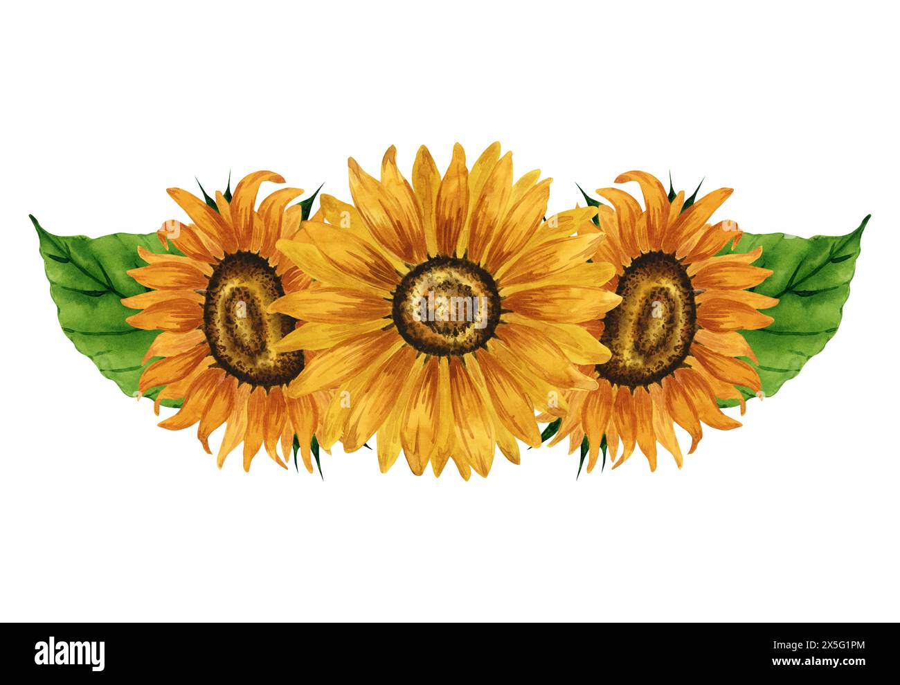 Composizione acquerello girasoli. Illustrazione botanica disegnata a mano con disposizione floreale di fiori gialli brillanti. Disegno di fiori estivi. Autunno Foto Stock