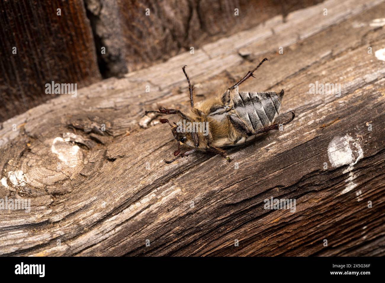 Melolontha melolontha famiglia Scarabaeidae genere Melolontha comune cockchafer Maybug Maybeetle Doodlebog natura selvaggia insetti fotografia, foto, wallp Foto Stock