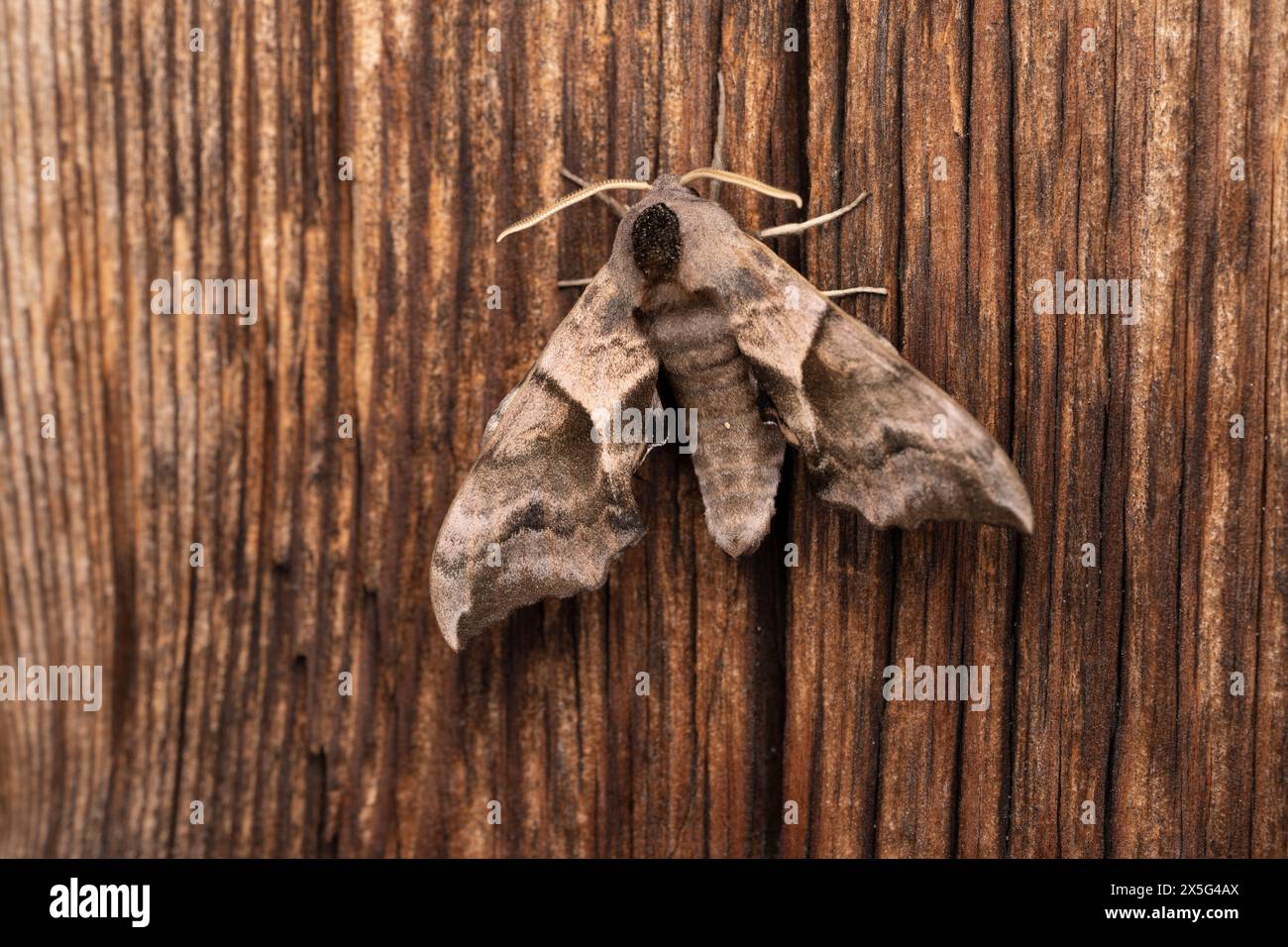 Smerinthus ocellatus famiglia Sphingidae genere Smerinthus Eyed falco-falena selvaggia fotografia, foto, sfondo Foto Stock