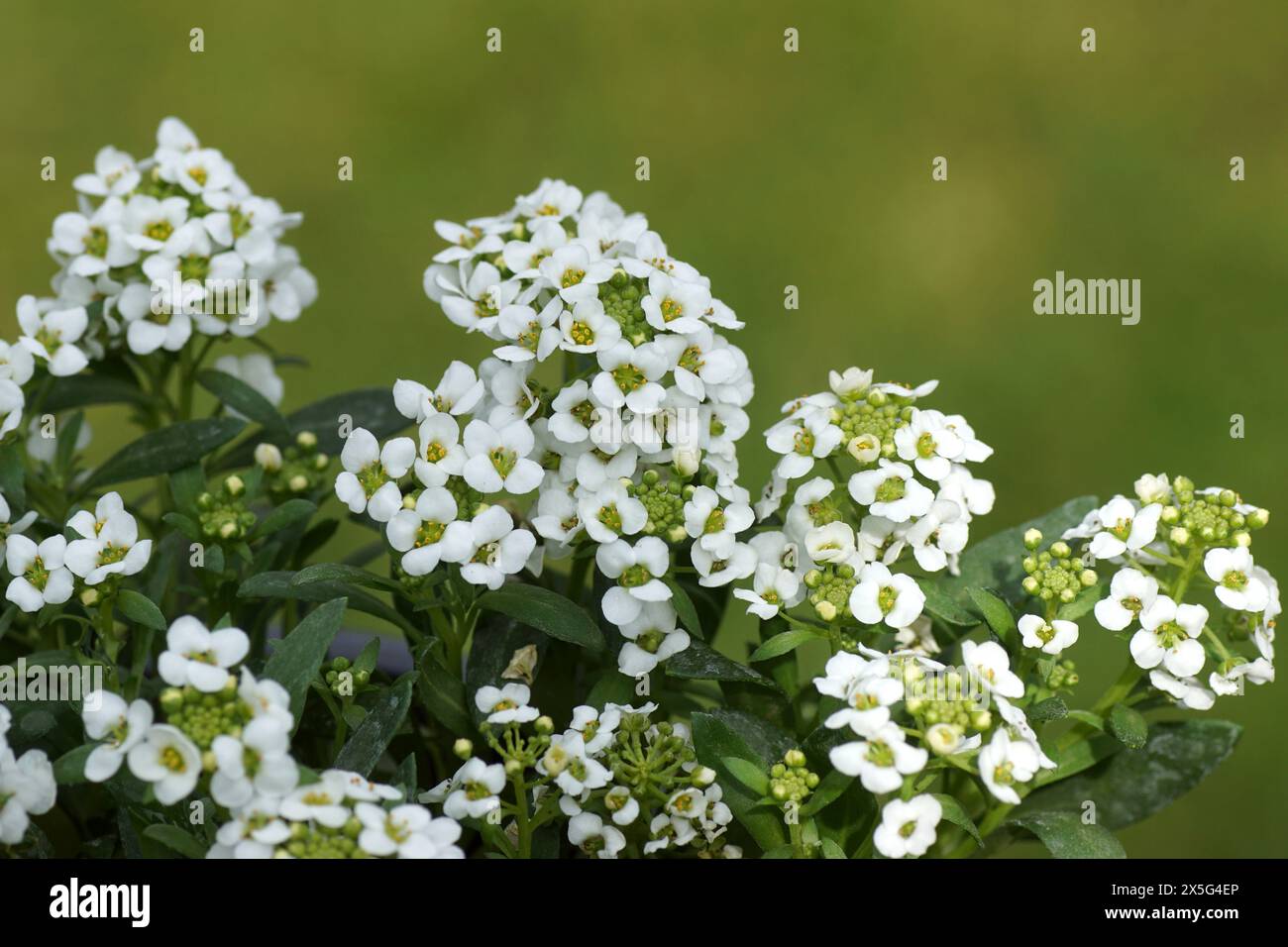 Primo piano fioritura bianca di Sweet Alyssum, Sweet alison, Lobularia maritima (syn. Alyssum maritimum). Famiglia Brassicaceae, Cruciferae. Giardino olandese, Foto Stock