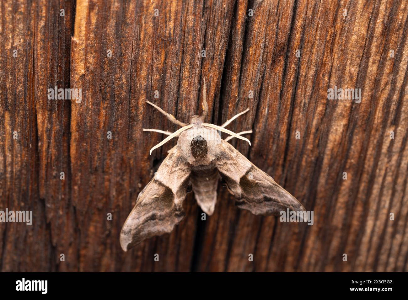 Smerinthus ocellatus famiglia Sphingidae genere Smerinthus Eyed falco-falena selvaggia fotografia, foto, sfondo Foto Stock