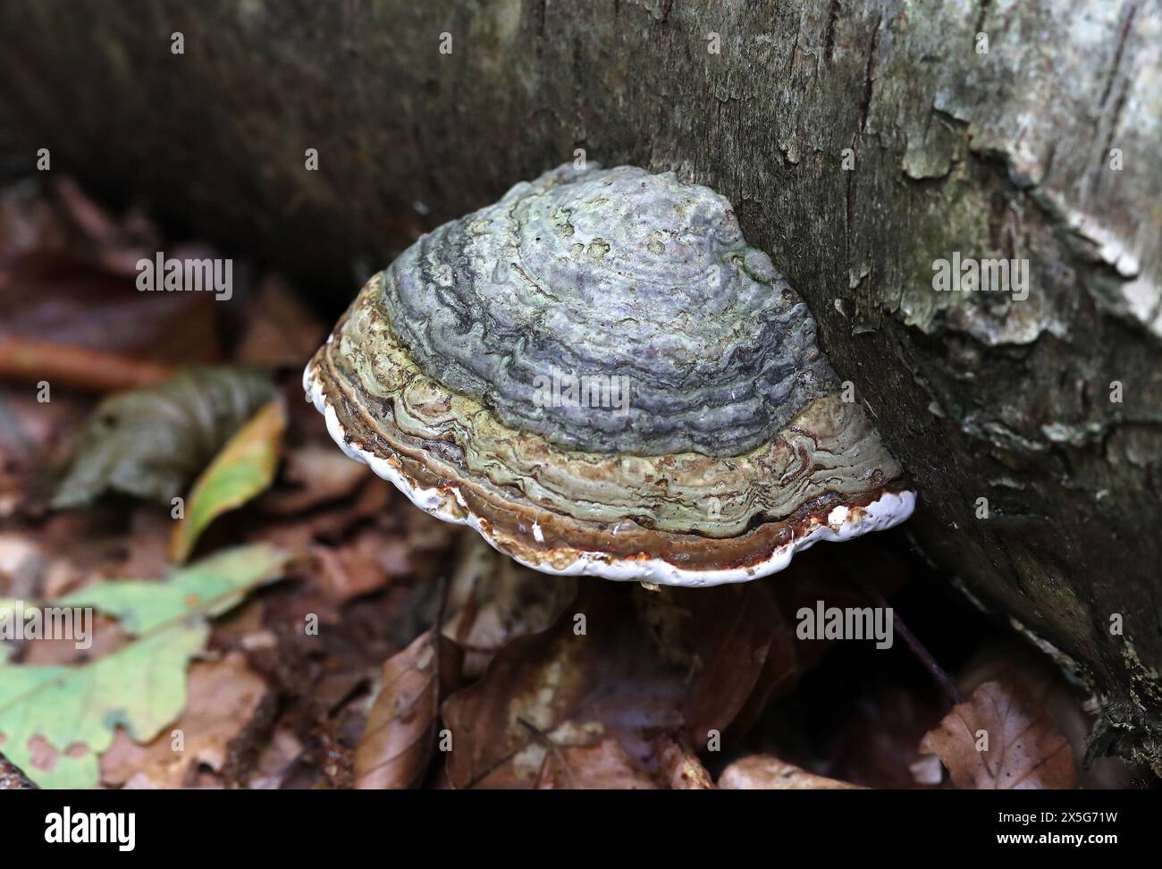 Fungo Tinder, fungo per zoccoli di cavallo, fungo per polipori di stagno o fungo per uomo di ghiaccio, Fomes fomentarius, Polyporaceae. Su Fallen Silver Birch Tree. Foto Stock