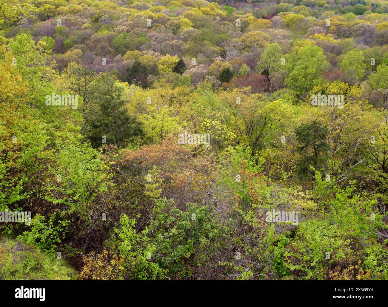 Una fitta foresta primaverile piena di numerosi alberi verdi di varie altezze. Gli alberi sono lussureggianti, vibranti e densamente comparsi, creando un Foto Stock