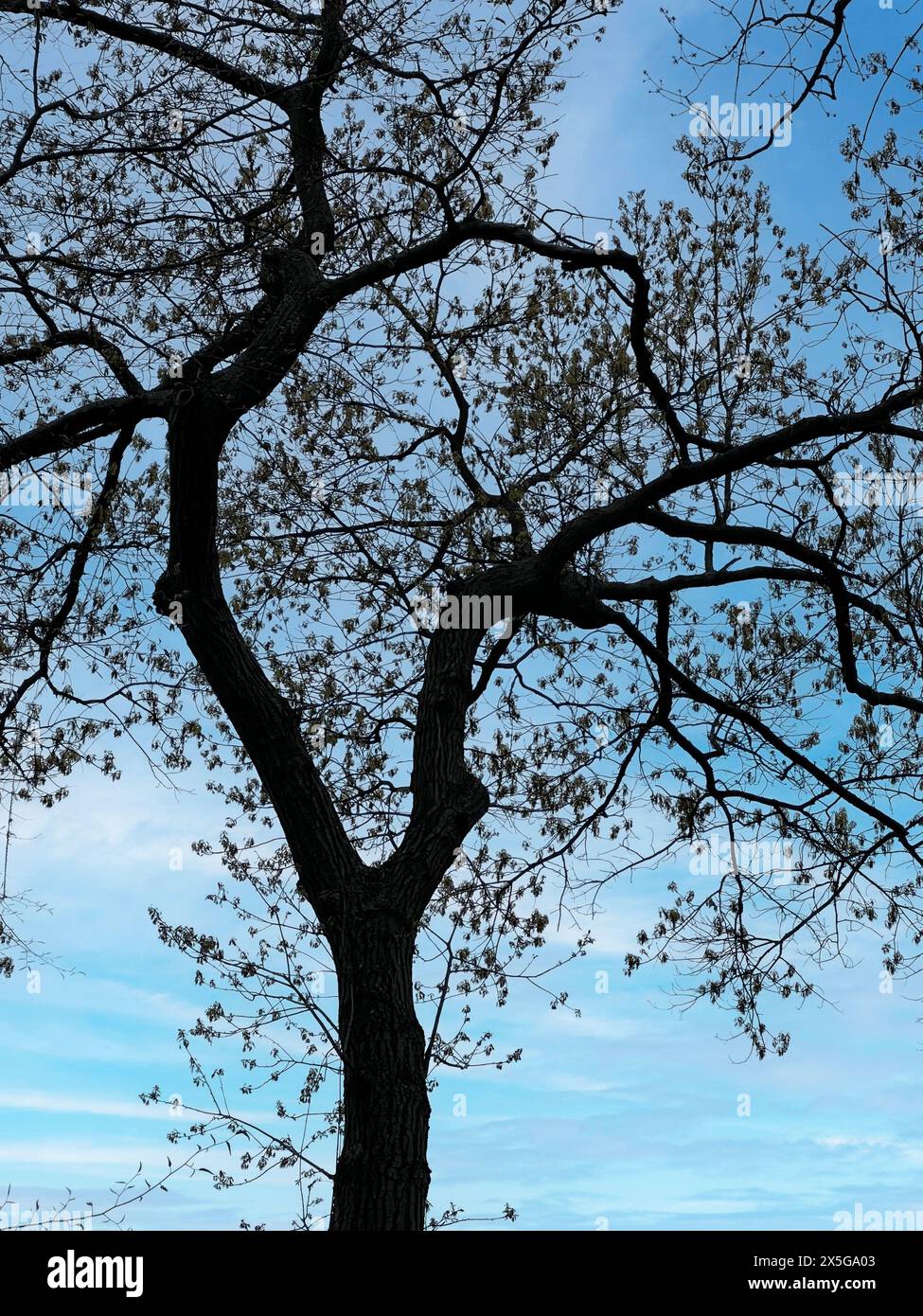 Un bellissimo albero d'acero scultoreo che germoglia nuove foglie in una giornata di sole primaverile Foto Stock