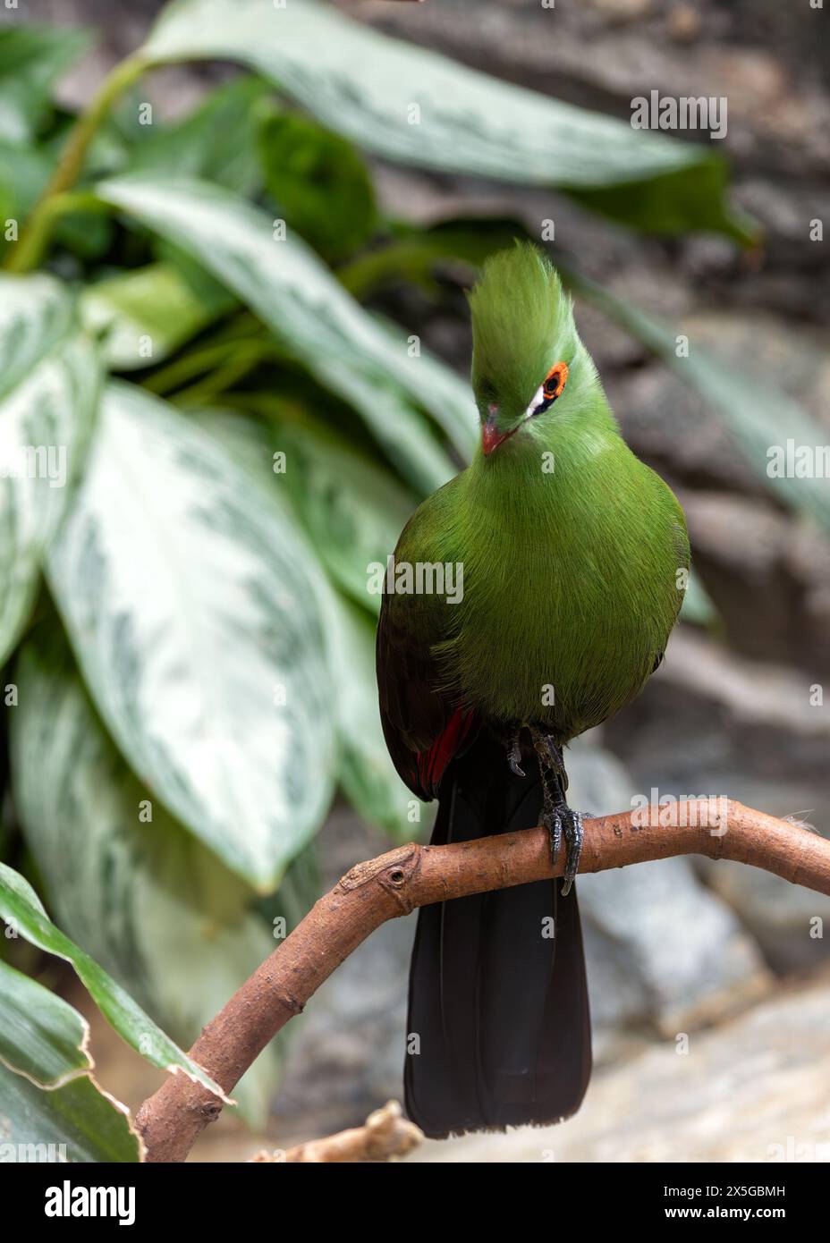 Splendido uccello di medie dimensioni con piumaggio verde brillante, becco rosso e cerotti alari cremisi. Si trova nelle lussureggianti foreste pluviali e nei boschi del sub-sahariano Foto Stock