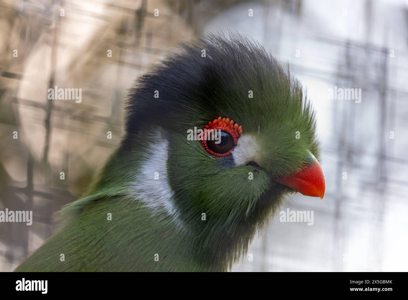 Splendido uccello di medie dimensioni con piumaggio verde brillante, becco rosso e cerotti alari cremisi. Si trova nelle lussureggianti foreste pluviali e nei boschi del sub-sahariano Foto Stock