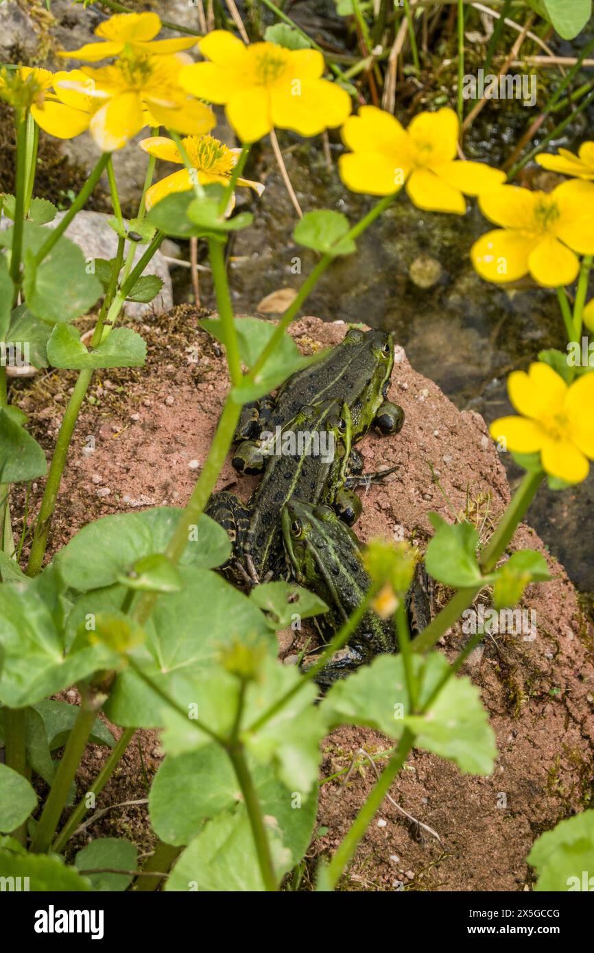 drei Teichfrösche (Pelophylax esculentus) am Gartenteich Foto Stock